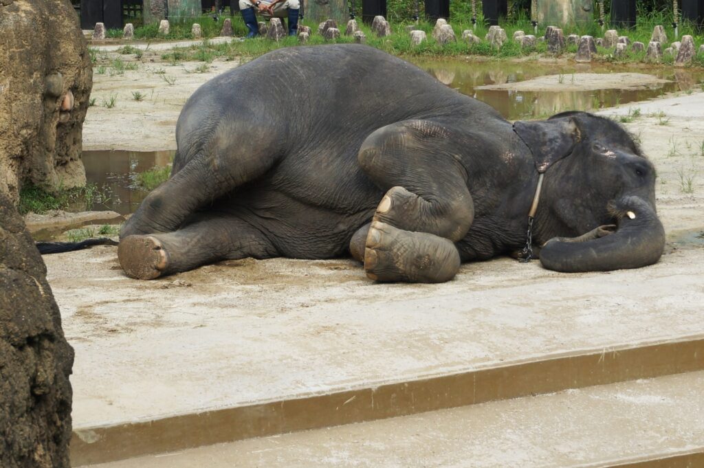 フェニックス自然動物園