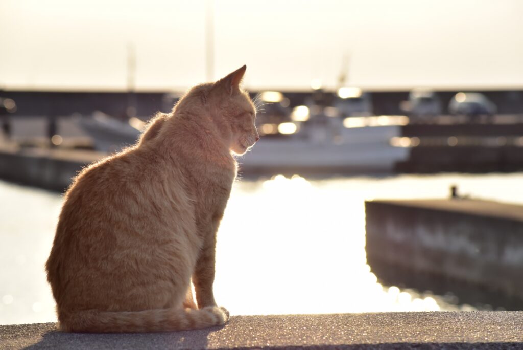 奥武島の猫