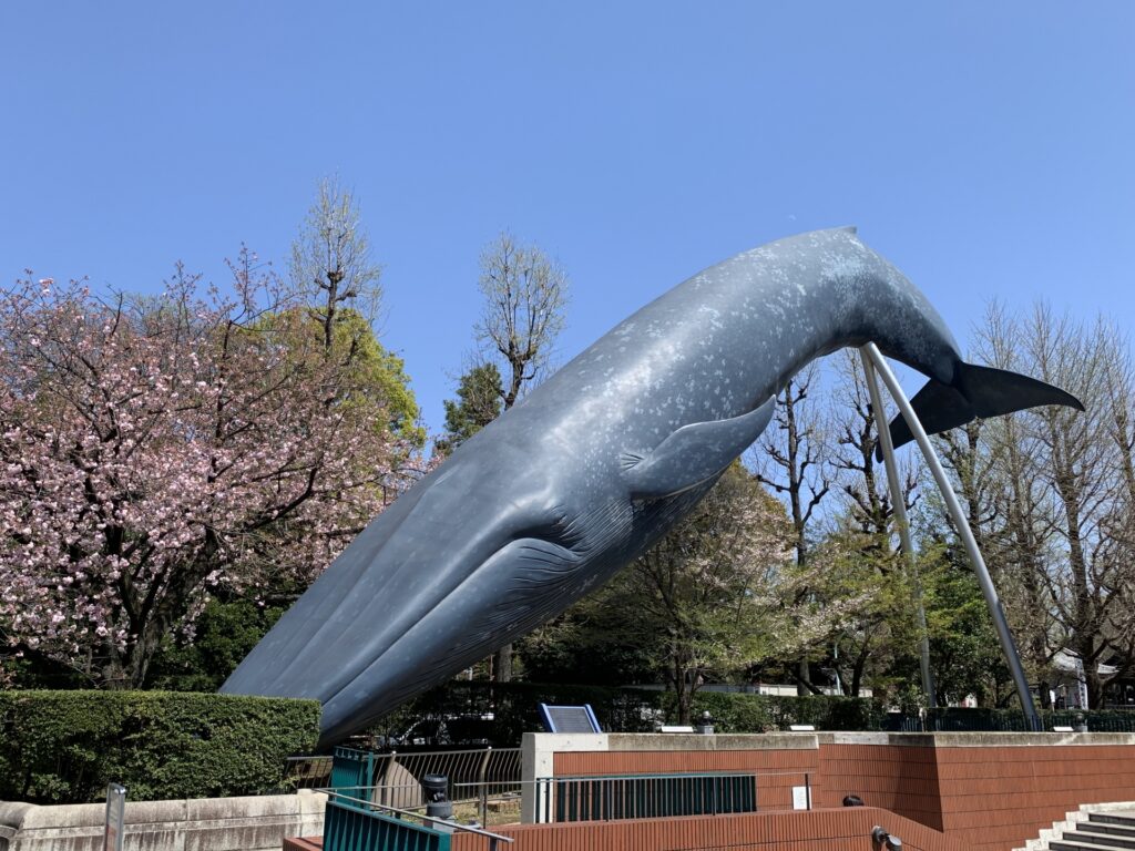 上野公園のシロナガスクジラのオブジェ